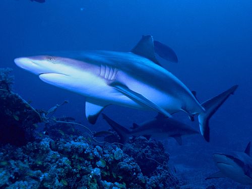 Grey reef shark